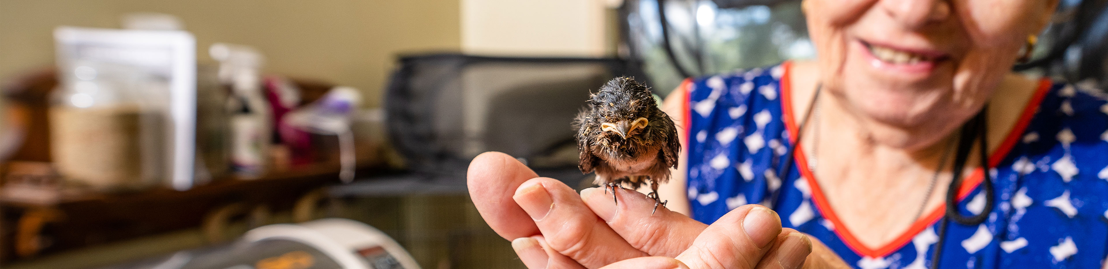 rspca wildlife carer chris baby birds